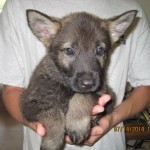 Trained German Shepherd puppy for sale - Rudi Vom Zauberberg