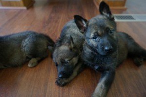 how to pick a puppy
