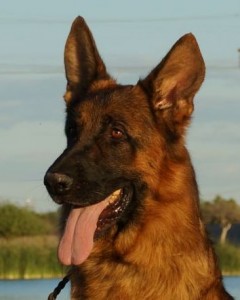 Black and red German Shepherd male for sale Arizona
