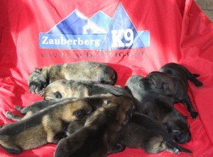 puppies for sale