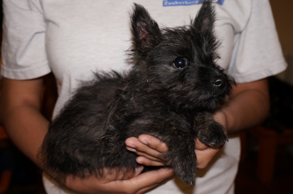 Cairn Terrier in Tucson (1) Cairn Terrier in Tucson (3)