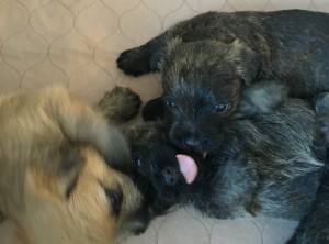 Cairn Terrier Puppies