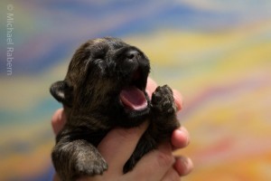 Cairn Terrier For Sale