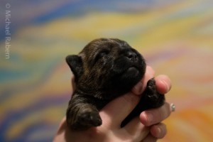 Cairn Terrier Puppy For Sale