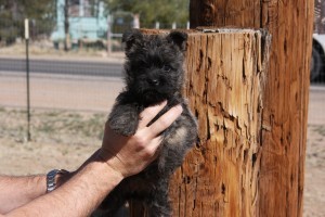 Cairn Terrier Female
