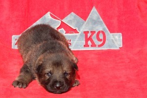 Sable Shepherd puppy for sale NY