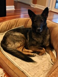 Sable German Shepherd vom Zauberberg