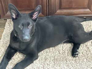 Solid black German Shepherd puppy