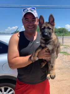 German Shepherd Puppies for sale