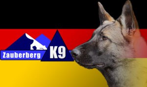 German German Shepherd breeder Tucson