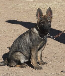 German Shepherd dark sable female German Lines