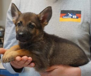 Pure breed Sable German Shepherd