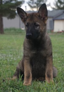 German Shepherd AZ