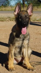 gsd sable