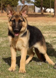 Zauberberg Shepherd