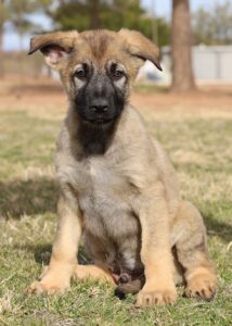 Shepherd puppy sitting