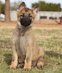 Purebred German Shepherd in Arizona