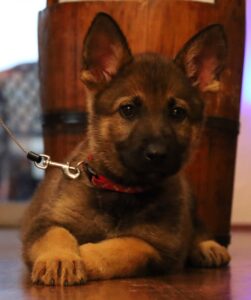 Arizona German Shepherd