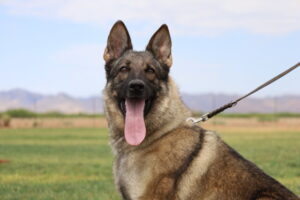 Sable German Shepherd working line breeding female puppies available in Arizona