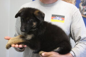 Black and red German Shepherd female 8 weeks for sale McNeal AZ