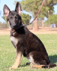 Purebred German Shepherd
