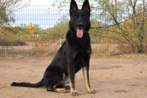 Young German Shepherd female bicolor strictly working lines from Germany for sale in Arizona