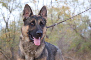 dark sable Greman Shepherd Male available for sale working lines