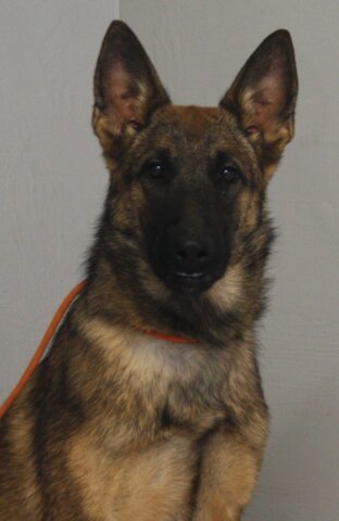 Malinois German Shepherd Crossbreed female available for sale
