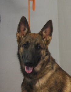 Malinois German Shepherd Crossbreed trained female for sale