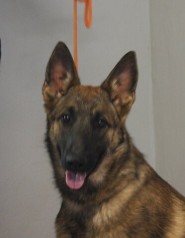 Malinois German Shepherd Crossbreed trained female for sale