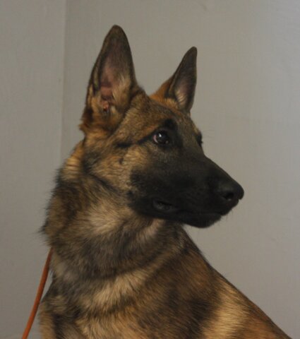 Malinois female trained obedience off leash for sale