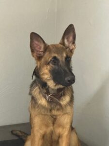 Belgium Malinois crossed with German shepherd the ultimate working machine