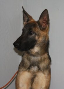 Malinois German Shepherd crossbreed 
 police k9 prospect female for sale trained