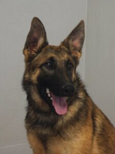Malinois German Shepherd Crossbreed female available for sale