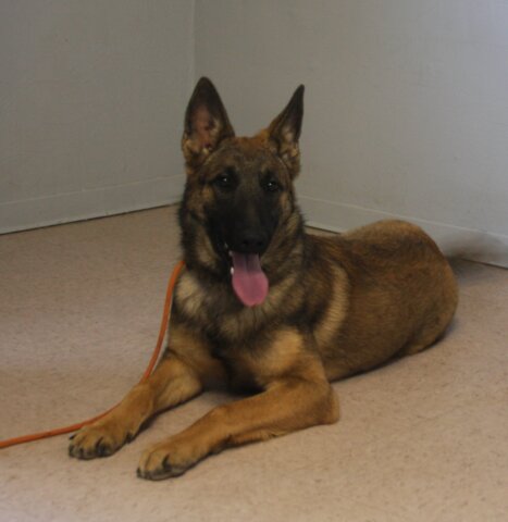 Malinois German Shepherd Crossbreed male available for sale