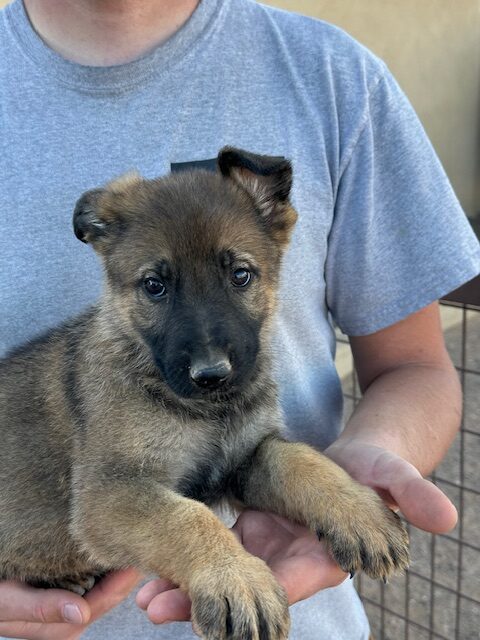 Sable German Shepherd working line puppy
