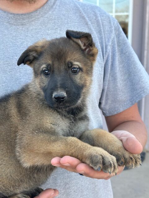 Sable German Shepherd working line puppy