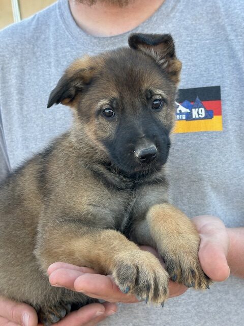 Sable German Shepherd working line puppy