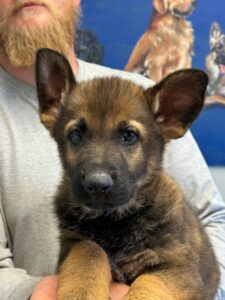 Dark Sable Geramn Shepherd male working lines for sale