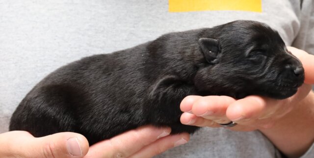 Black Newborn German Shepherd puppy