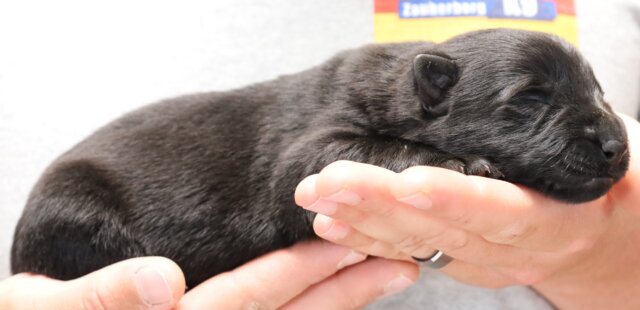 Black German Shepherd for sale