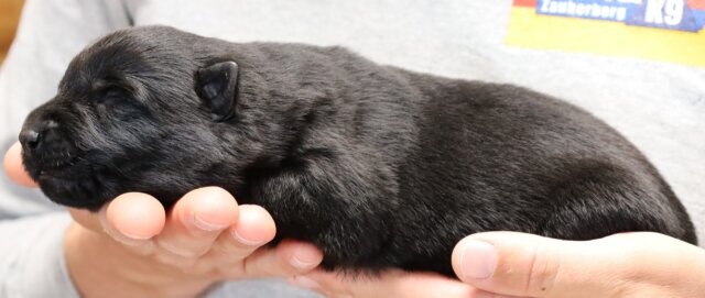 zauberberg puppy picture