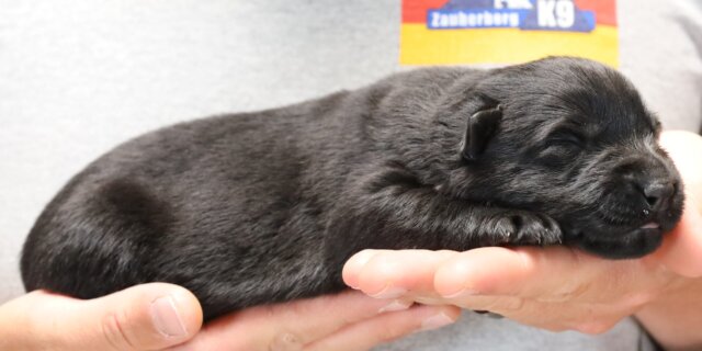 Zauberberg Shepherd