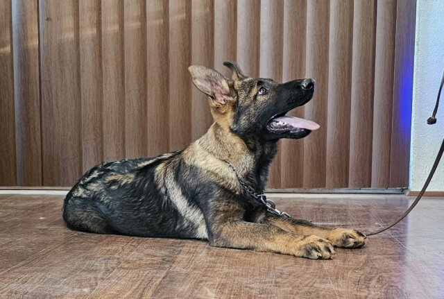 Sable German Shepherd female