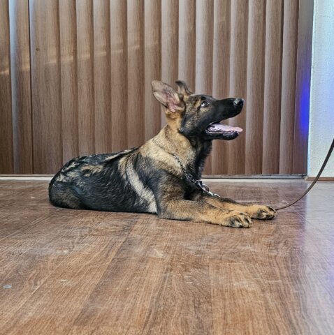 German Shepherd Sierra Vista