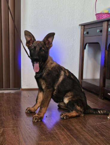 Zauberberg German Shepherd Puppy