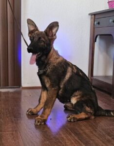 zauberberg dog