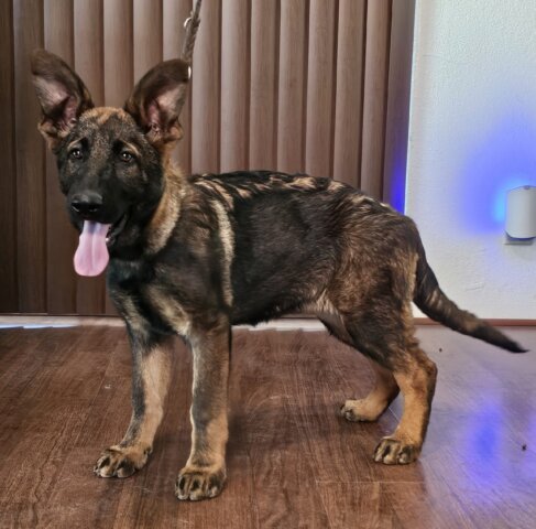 German Shepherd for sale
