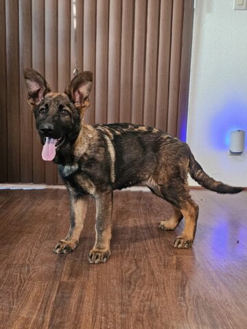McNeal AZ German Shepherd