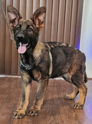 German Shepherd